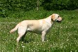 LABRADOR 1290